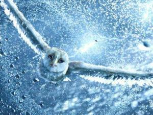 1283850596_470x353_the-owls-of-ga-hoole